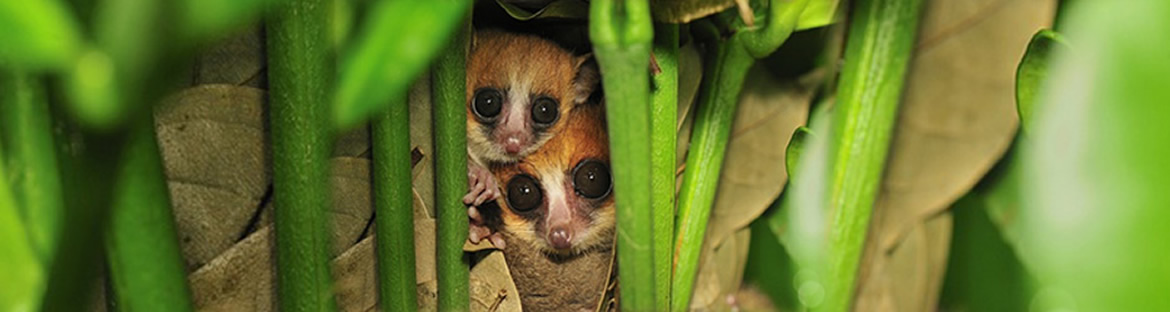 Verhaltenscode vom Ökotourismus - Madagascar Mosaik Reisen