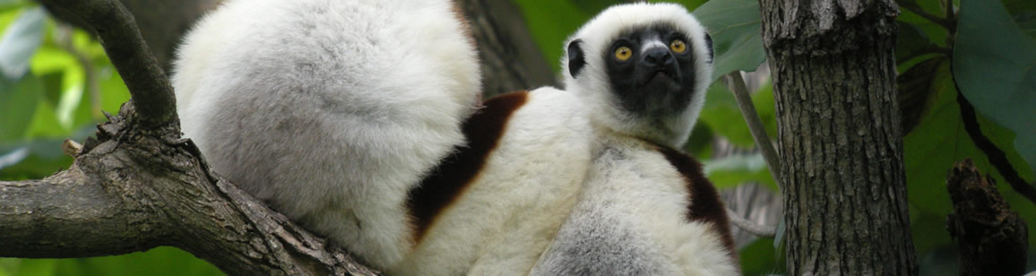 Trocknwald-Ausdehnung der Naturforscher Ankarafantsika NP + KATSEPY: 4N/5T - Madagascar Mosaik Reisen