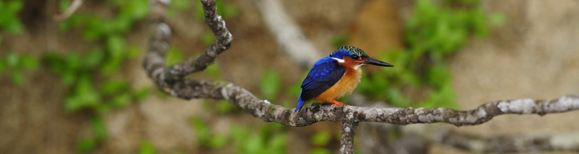 Vogelbeobachtung 11N/12T - Madagascar Mosaik Reisen