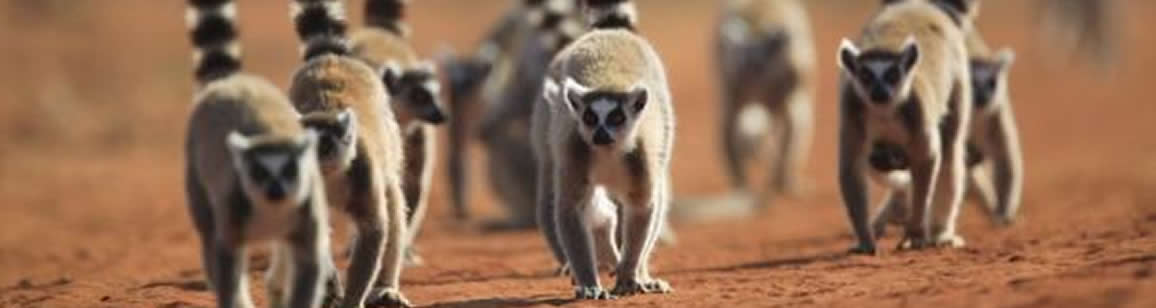 Ausdehnung : Berenty Foto-Rundreisen 4N/5T - Madagascar Mosaik Reisen